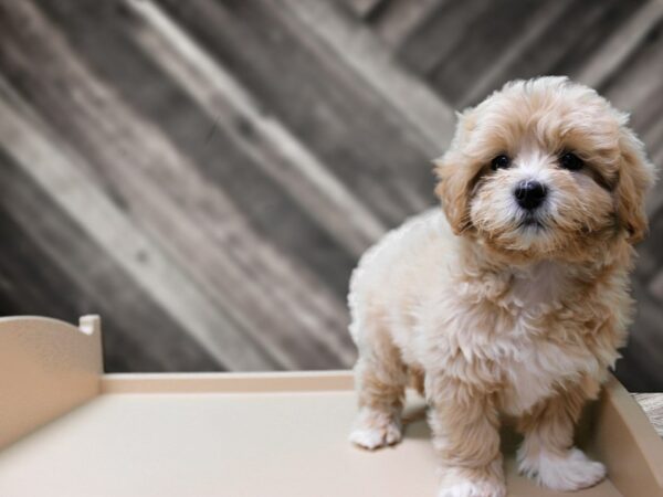 Lhasapoo DOG Male Cream 24265 Petland Racine, Wisconsin