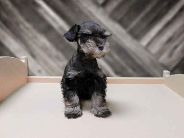 Miniature Schnauzer-DOG-Male-Chocolate / Tan-24262-Petland Racine, Wisconsin