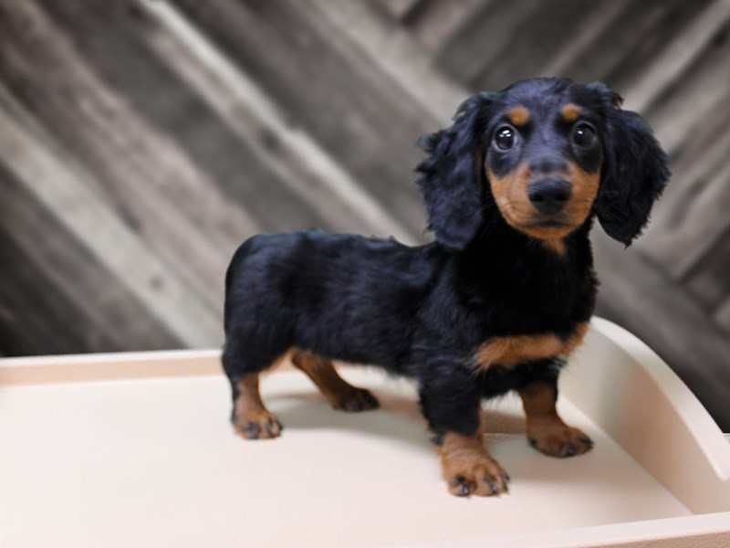 Dachshund Puppy BLK TAN ID 24267 Located at Petland Racine Wisconsin
