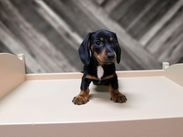 Dachshund-DOG-Male-Black / Tan-24261-Petland Racine, Wisconsin