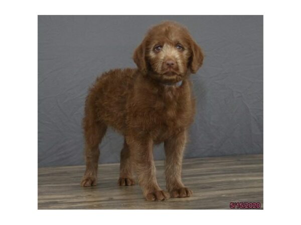 Labradoodle DOG Female Chocolate 15592 Petland Racine, Wisconsin