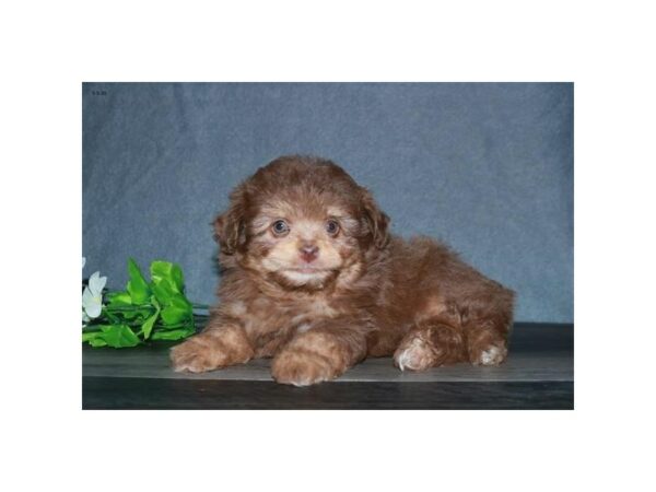 Toy Aussiedoodle-DOG-Female-Chocolate Merle-15595-Petland Racine, Wisconsin