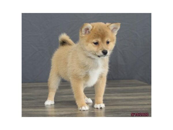 Pom/Shiba-DOG-Female-Brown-15596-Petland Racine, Wisconsin