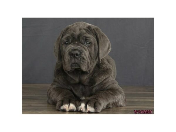 Neapolitan Mastiff DOG Male Blue 24274 Petland Racine, Wisconsin