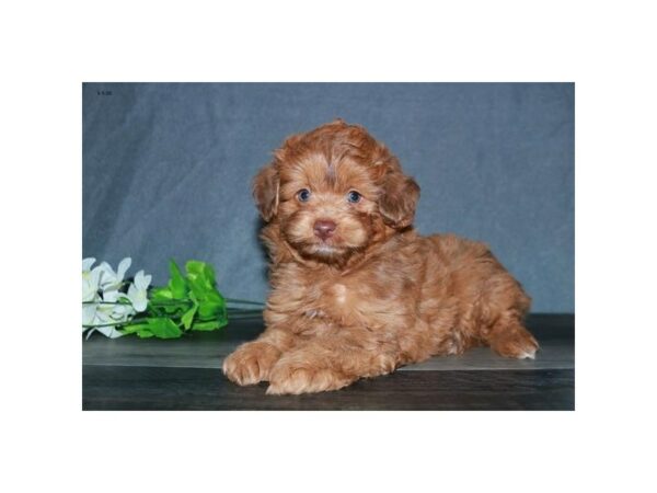 Toy Aussiedoodle-DOG-Male-Sable-24273-Petland Racine, Wisconsin