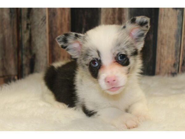 Auggie-DOG-Male-Black/White-15598-Petland Racine, Wisconsin