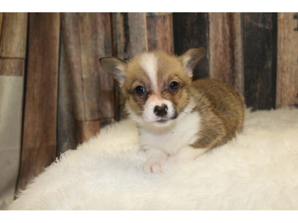 Auggie-DOG-Female-Brown/White-15599-Petland Racine, Wisconsin