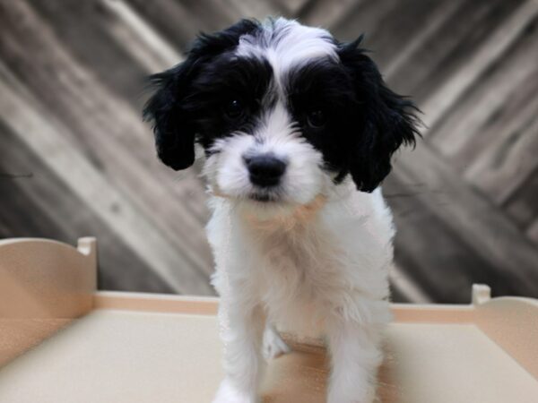 CavaPooChon-DOG-Female-WH/BLK-24292-Petland Racine, Wisconsin