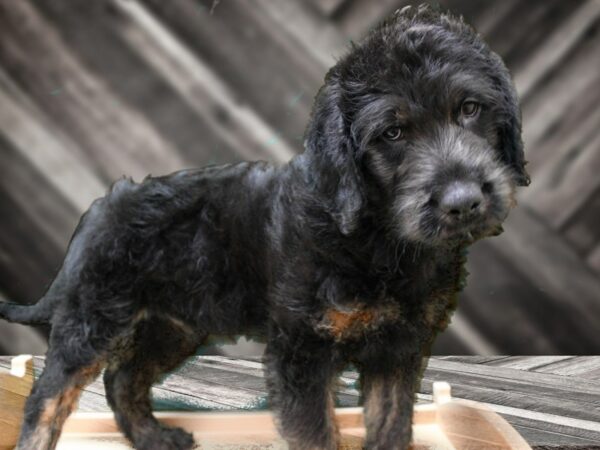 Labradoodle DOG Male Black / Brown 24272 Petland Racine, Wisconsin