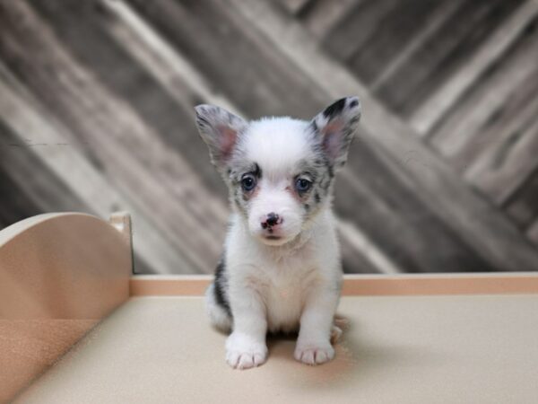 Auggie-DOG-Female-BLUE MERLE-24288-Petland Racine, Wisconsin