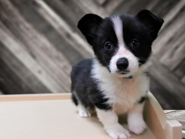 Auggie-DOG-Male-BLK/WH-24289-Petland Racine, Wisconsin