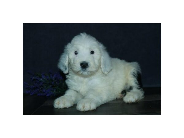 Old English Sheepdog/Poodle-DOG-Female-Black / White-24296-Petland Racine, Wisconsin