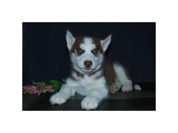Siberian Husky-DOG-Male-Red / White-24299-Petland Racine, Wisconsin