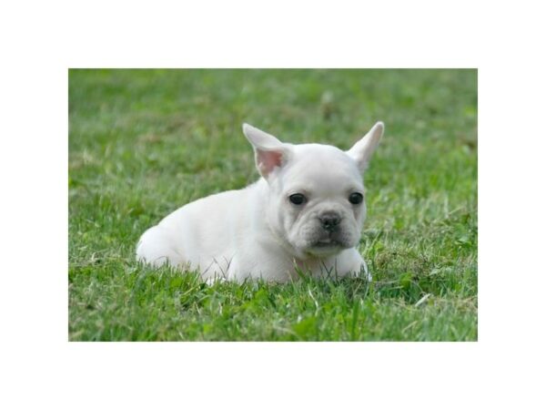 French Bulldog-DOG-Female-Cream-24295-Petland Racine, Wisconsin