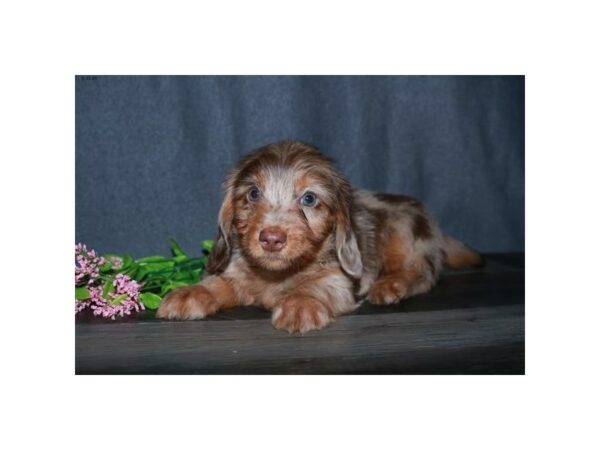 Dachshund/Havanese-DOG-Male-Chocolate Merle-15603-Petland Racine, Wisconsin