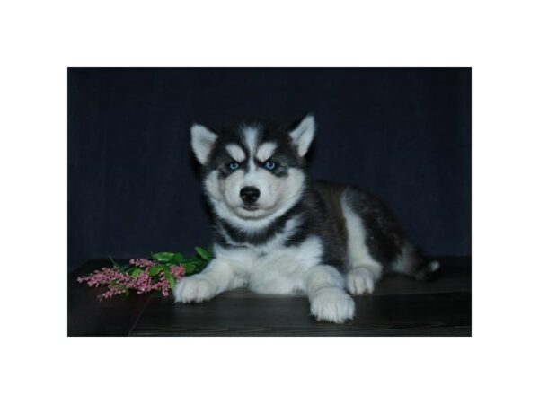 Siberian Husky-DOG-Female-Black / White-15604-Petland Racine, Wisconsin