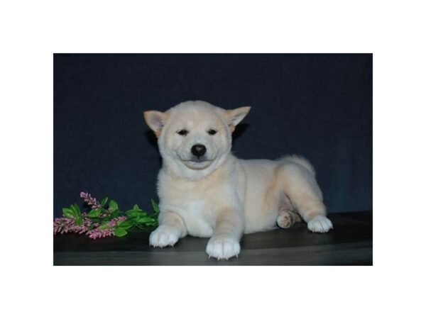 Shiba Inu-DOG-Female-Cream-15602-Petland Racine, Wisconsin