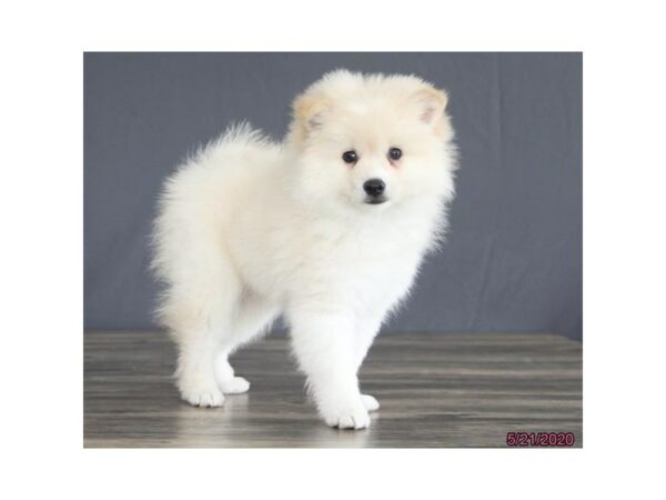 American Eskimo / Alaskan Klee Kia-DOG-Male-Cream-15606-Petland Racine, Wisconsin