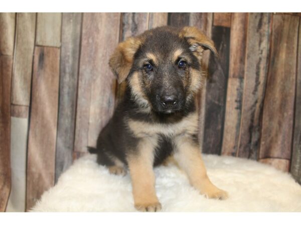 German Shepherd-DOG-Male-Black/Tan-15607-Petland Racine, Wisconsin