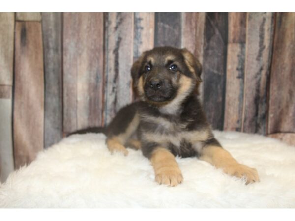 German Shepherd-DOG-Male-Black/Tan-15608-Petland Racine, Wisconsin