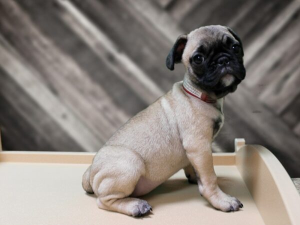 Frenchie-Pug-DOG-Female-FAWN-24307-Petland Racine, Wisconsin