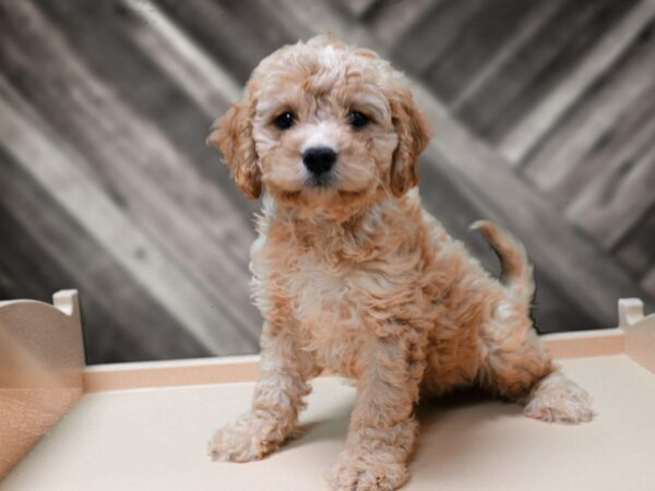 Cavadoodlepoo-DOG-Male-APCT-24310-Petland Racine, Wisconsin