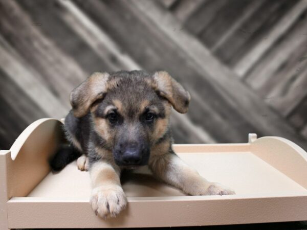 German Shepherd-DOG-Male-BLK/TAN-24303-Petland Racine, Wisconsin