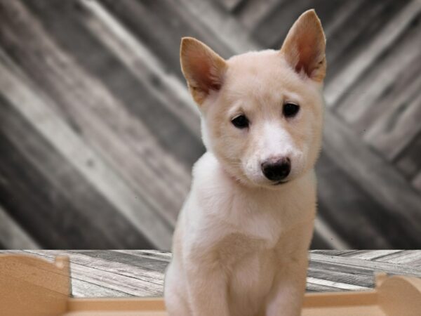 Shiba Inu-DOG-Female-Cream-24298-Petland Racine, Wisconsin