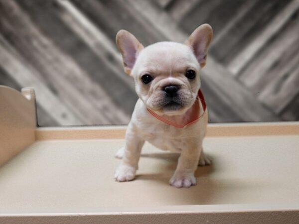French Bulldog-DOG-Female-FAWN-24315-Petland Racine, Wisconsin