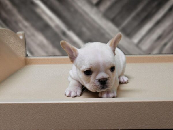 French Bulldog-DOG-Male-FAWN-24314-Petland Racine, Wisconsin