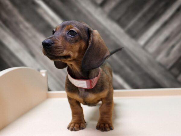 Dachshund-DOG-Male-CHOCOLATE-24316-Petland Racine, Wisconsin
