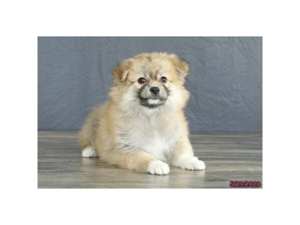 Pomeranian/American Eskimo-DOG-Female-Brown-15612-Petland Racine, Wisconsin