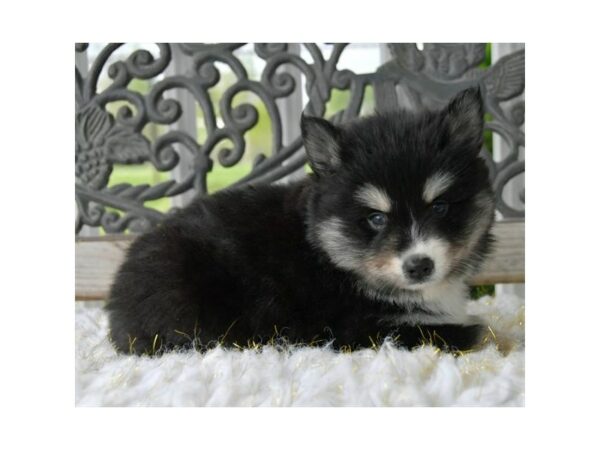 Pomsky-DOG-Male-Black/ Pin Stripe-15614-Petland Racine, Wisconsin