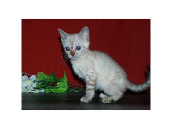 Bengal-CAT-Female-Shaded Silver-15613-Petland Racine, Wisconsin