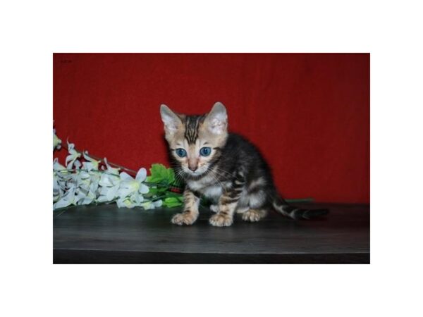 Bengal-CAT-Male-Brown Marble-15615-Petland Racine, Wisconsin