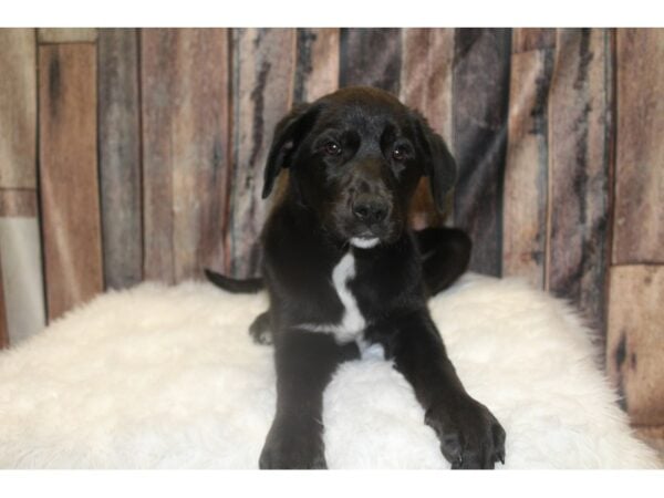 Lab/Border Collie-DOG-Female-Black-15620-Petland Racine, Wisconsin