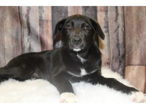 Lab/Border Collie-DOG-Female-Black-15622-Petland Racine, Wisconsin