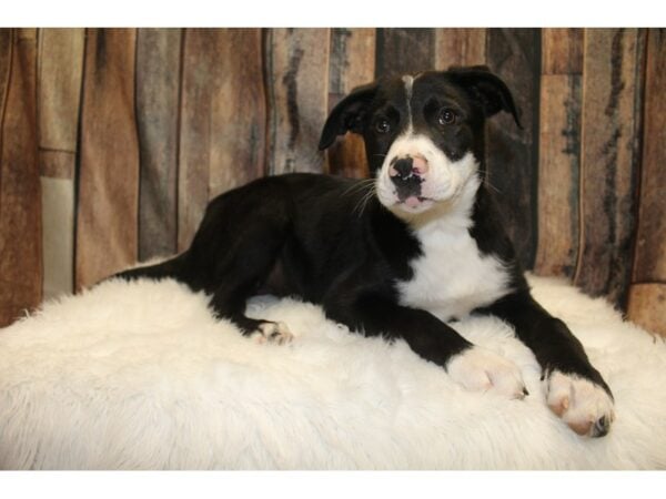 Lab/Border Collie-DOG-Female-Black-15623-Petland Racine, Wisconsin