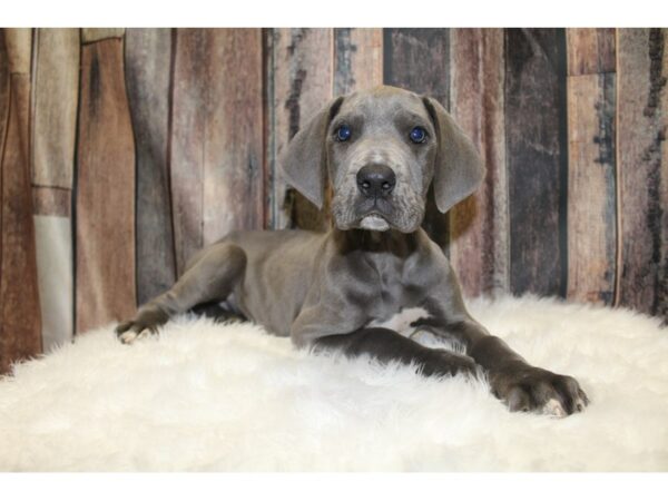 Great Dane DOG Male Blue Merle 15624 Petland Racine, Wisconsin