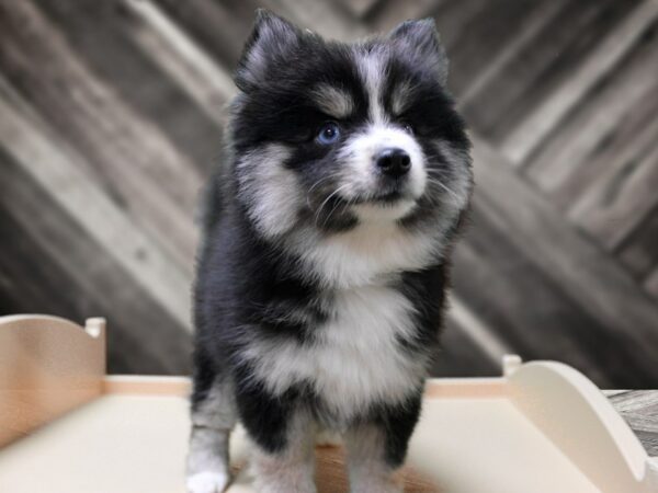 Pomsky-DOG-Female-BLK PIN STRIPE-24328-Petland Racine, Wisconsin