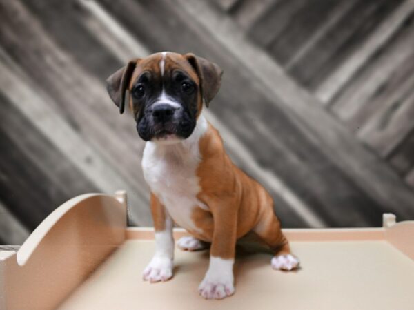 Victorian Bulldog-DOG-Male-Red-24318-Petland Racine, Wisconsin