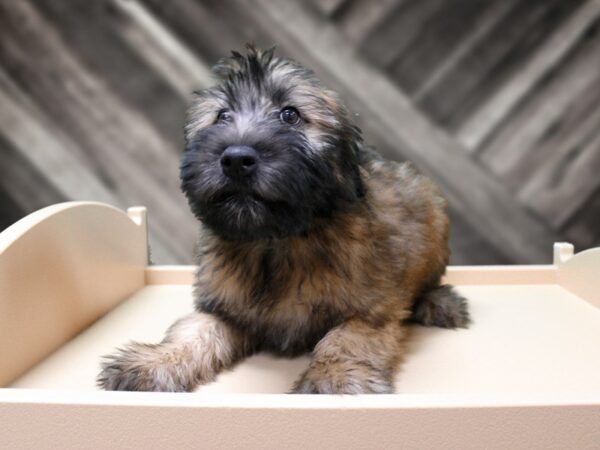 Soft Coated Wheaten Terrier-DOG-Female-WHEATEN-24333-Petland Racine, Wisconsin