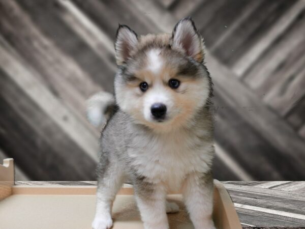Pomsky-DOG-Male-GR/WH-24327-Petland Racine, Wisconsin