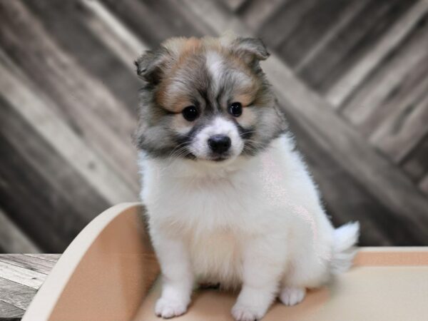 Pomskimo-DOG-Male-BR/WH-24326-Petland Racine, Wisconsin