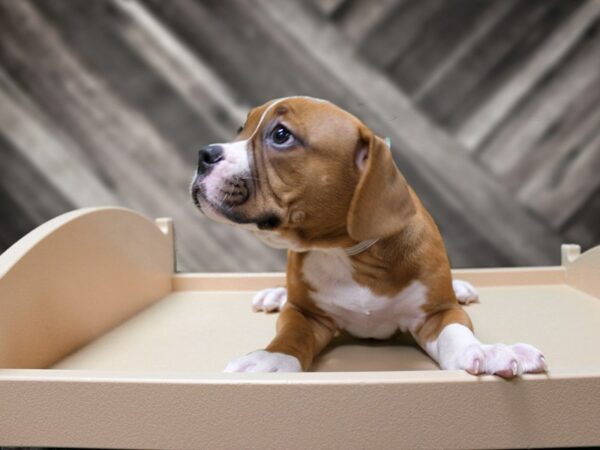 Victorian Bulldog-DOG-Female-Red-24317-Petland Racine, Wisconsin