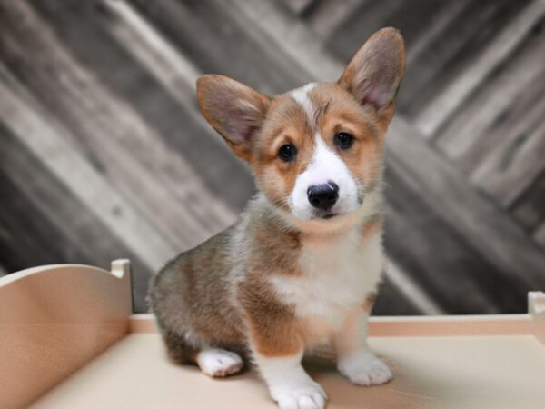Pembroke Welsh Corgi-DOG-Male-SBL/WH-24325-Petland Racine, Wisconsin