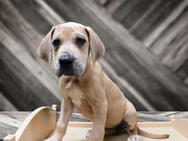 Great Dane DOG Female BLUE FAWN 24332 Petland Racine, Wisconsin