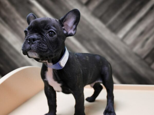 French Bulldog-DOG-Male-BRINDLE-24320-Petland Racine, Wisconsin