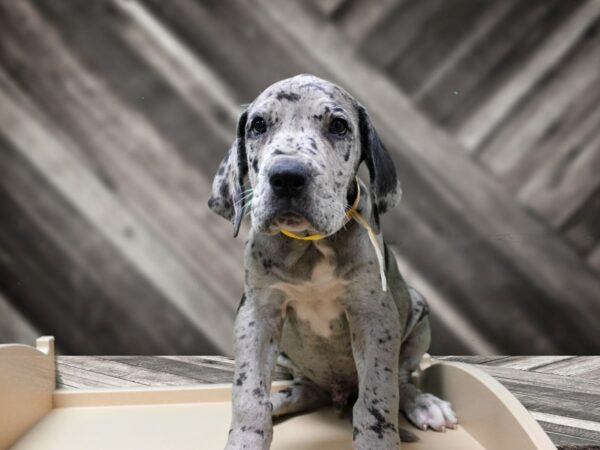 Great Dane DOG Male BLUE 24331 Petland Racine, Wisconsin