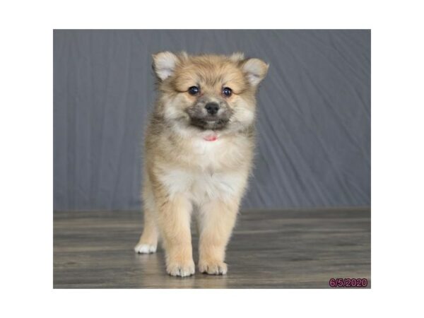 Pomeranian/American Eskimo-DOG-Female-Brown-15626-Petland Racine, Wisconsin